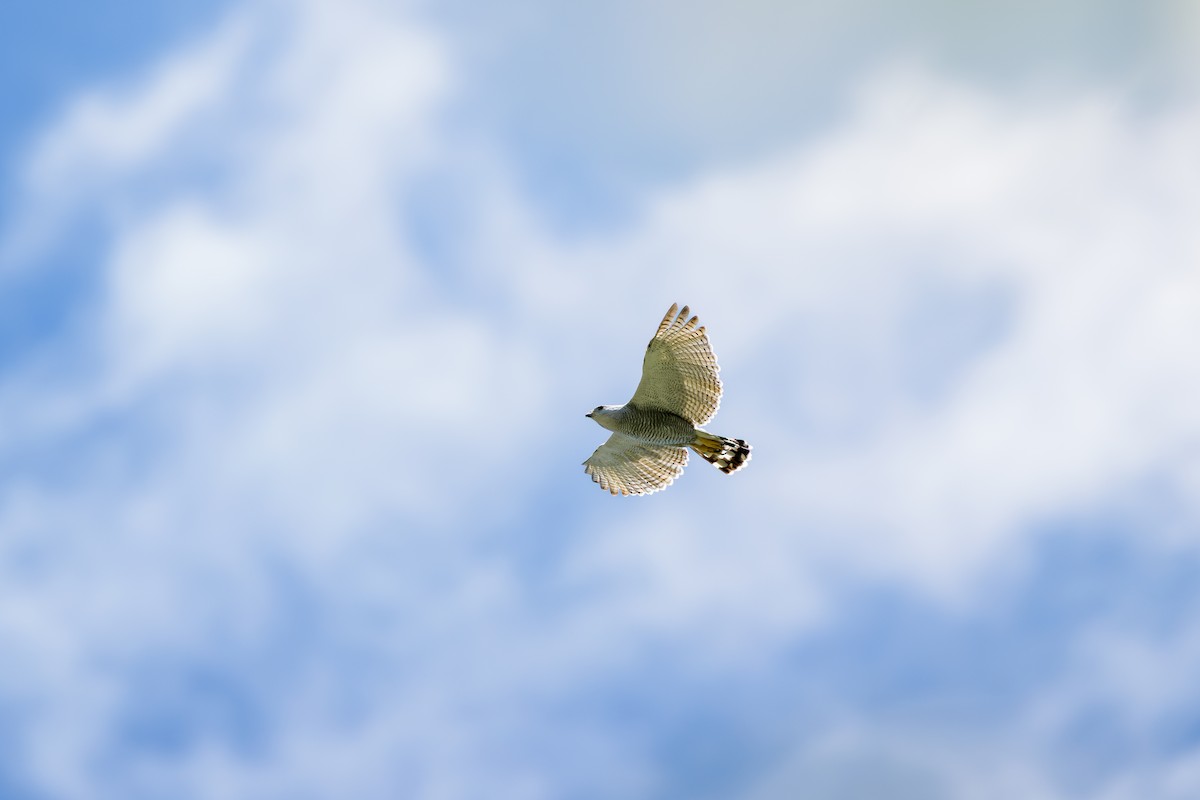 Gray-lined Hawk - ML646400791