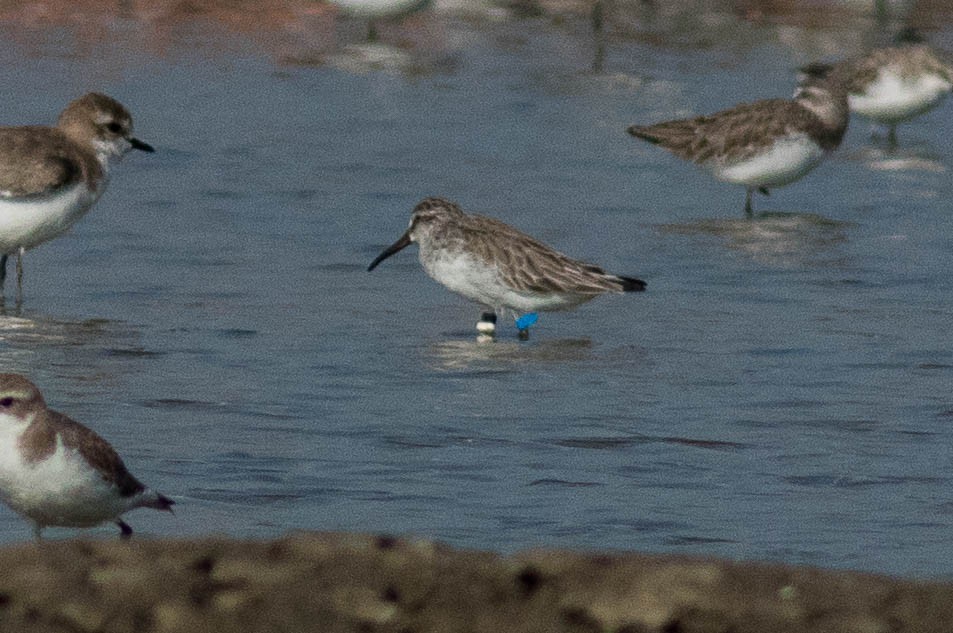Broad-billed Sandpiper - ML646400792