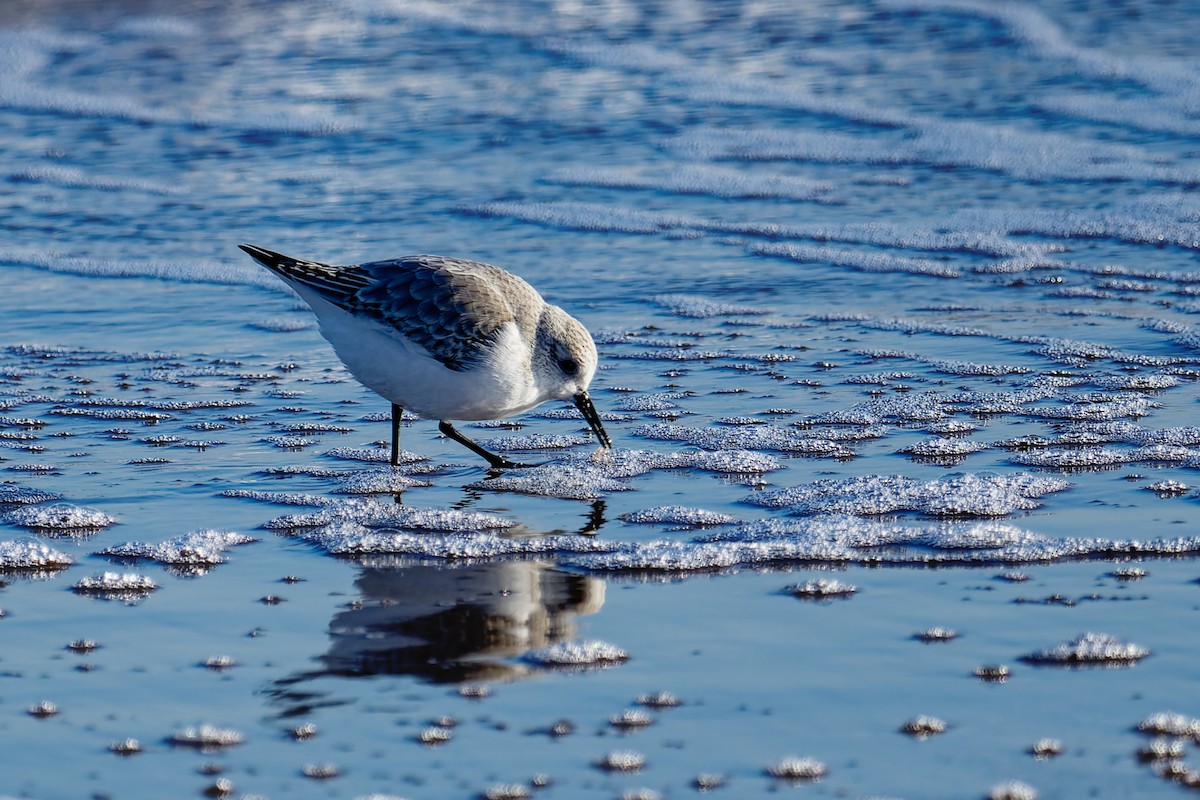 Sanderling - ML646400793