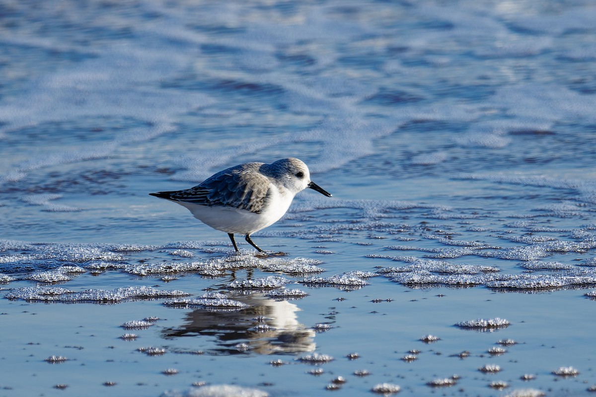 Sanderling - ML646400794