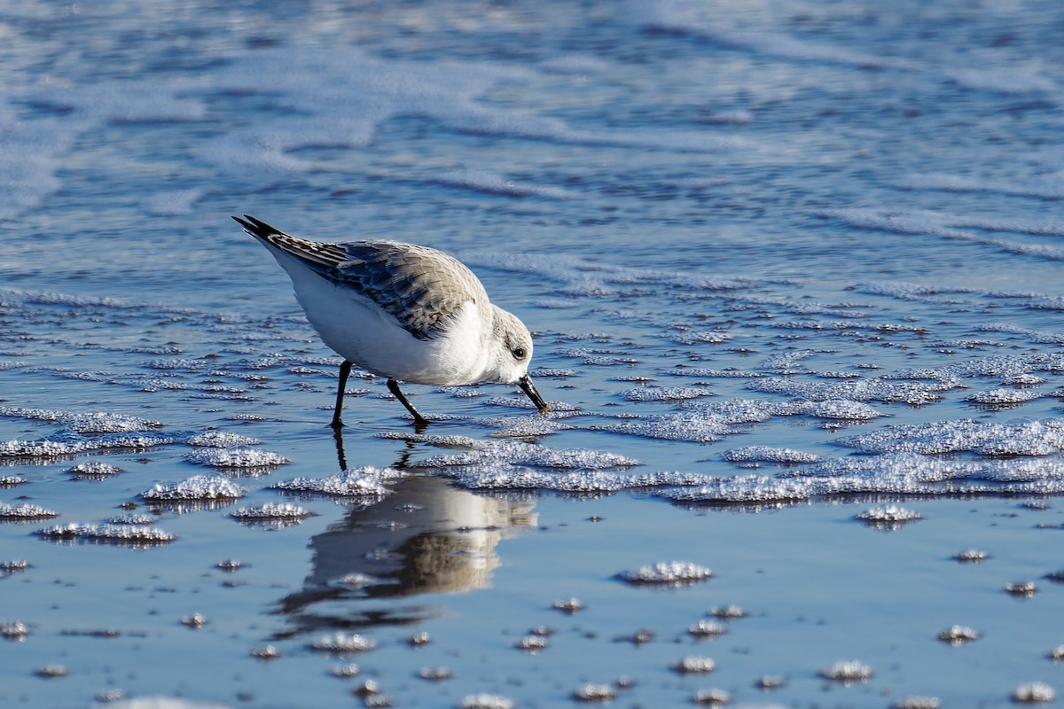 Sanderling - ML646400795