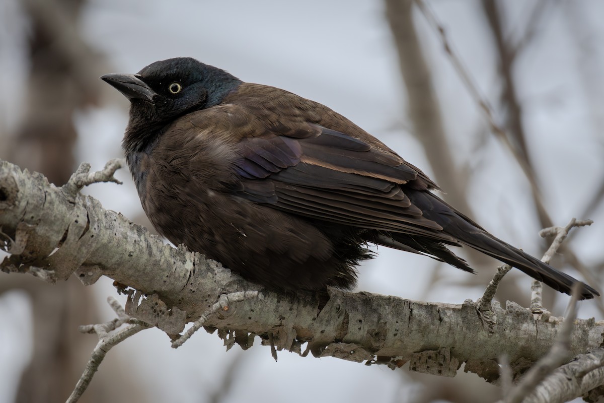 Common Grackle - ML646400797