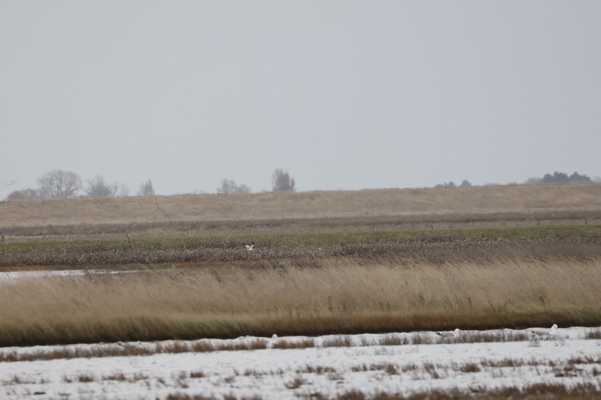 Hen Harrier - ML646400798