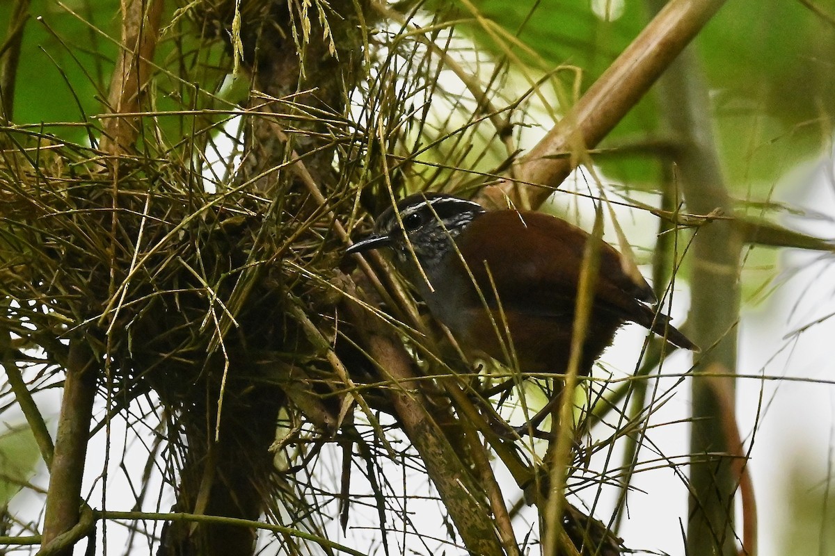 Gray-breasted Wood-Wren - ML646400799