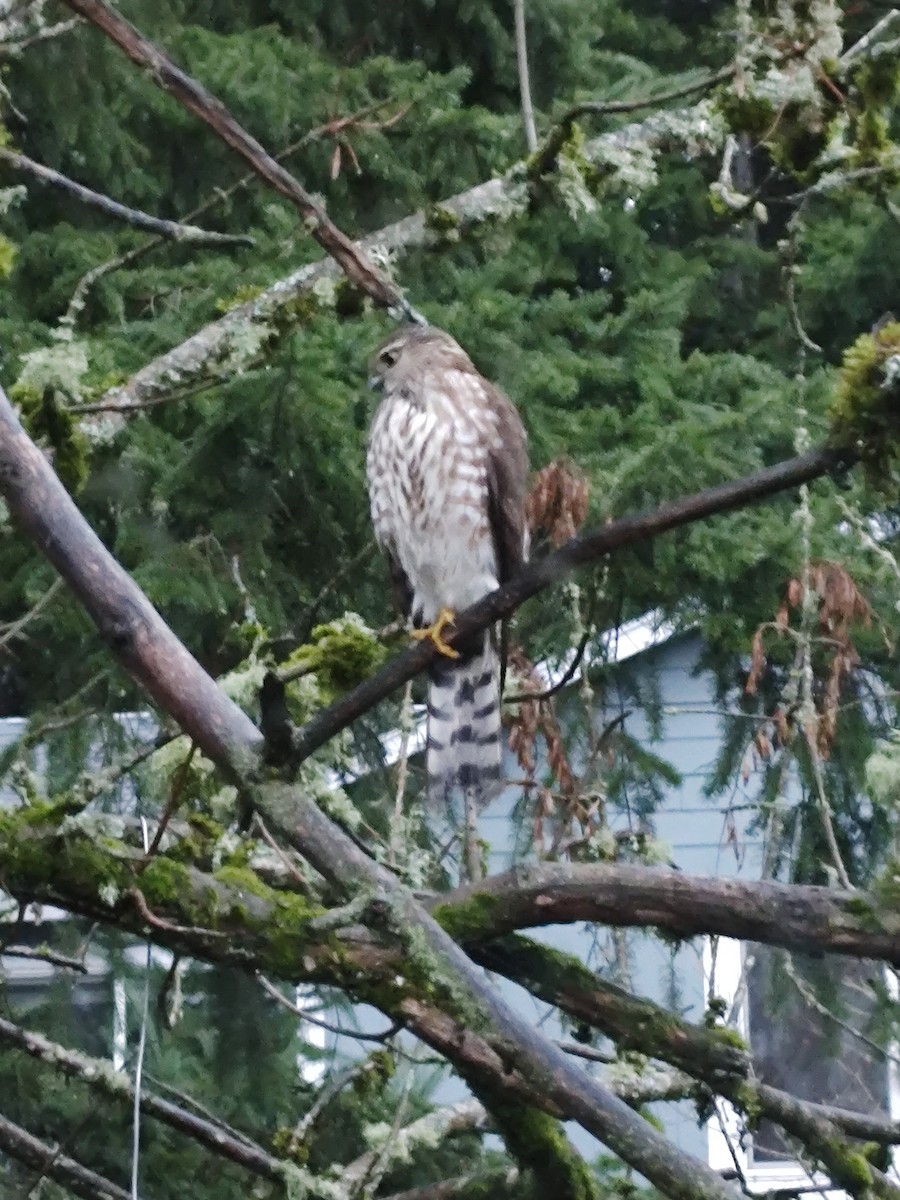 Sharp-shinned Hawk - ML646400800