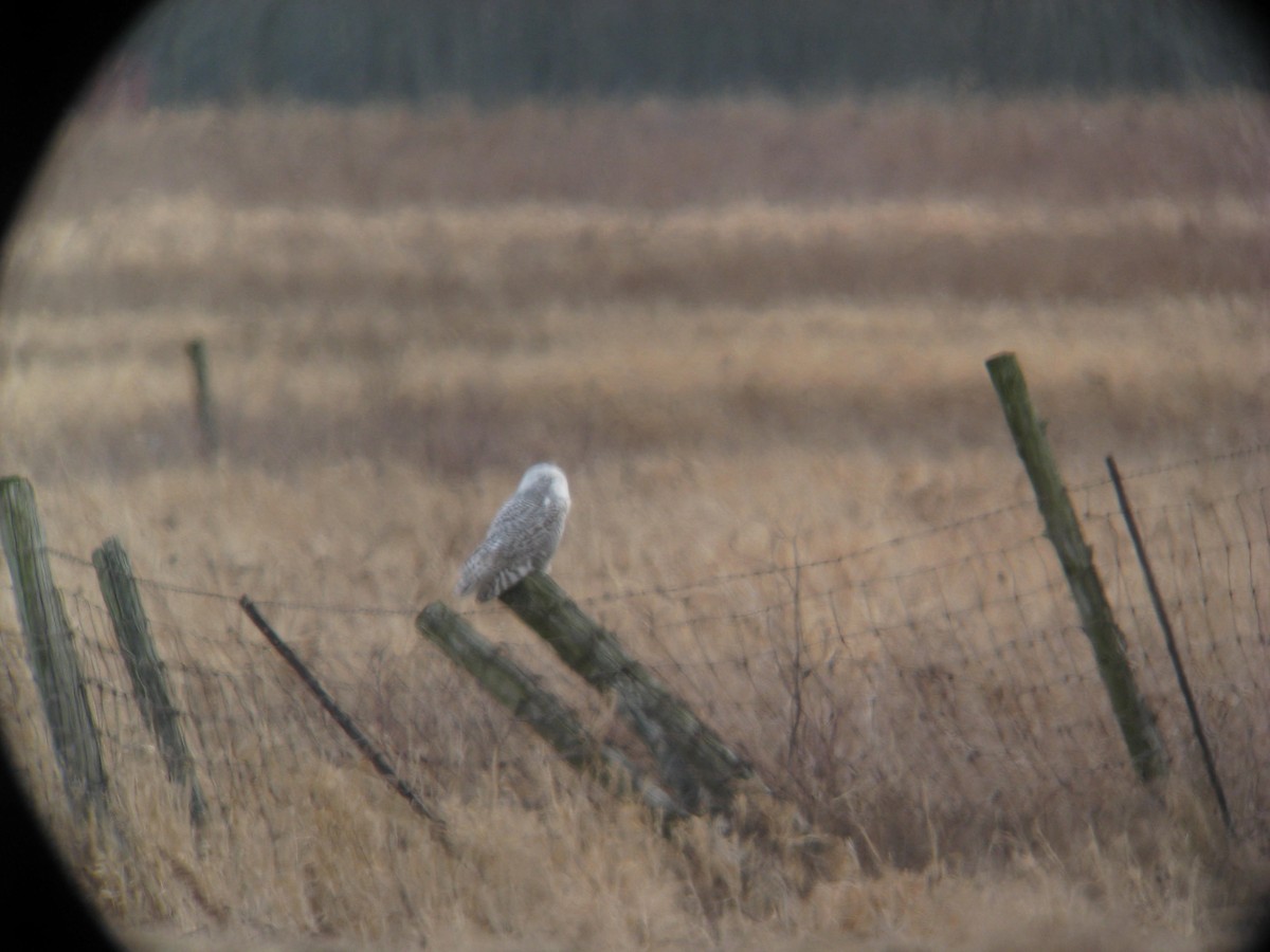 Snowy Owl - ML646400802