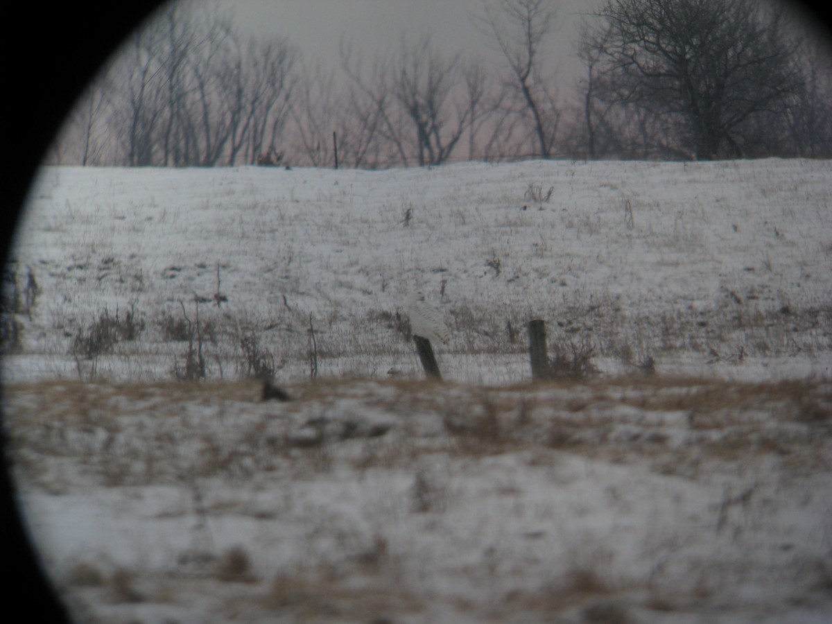 Snowy Owl - ML646400803