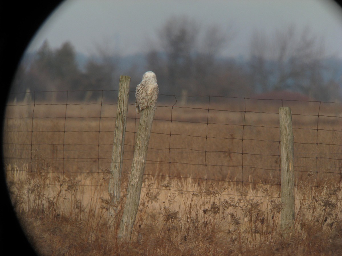 Snowy Owl - ML646400804