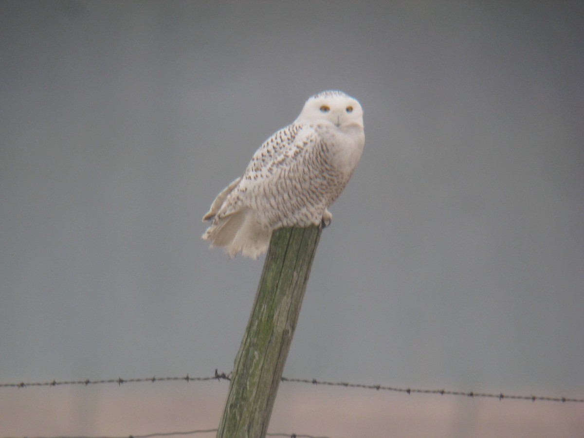 Snowy Owl - ML646400805