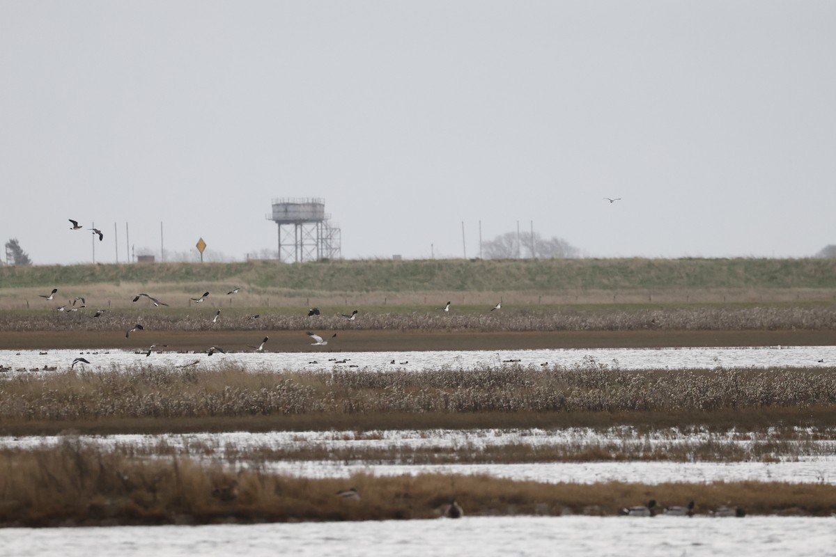 Hen Harrier - ML646400806