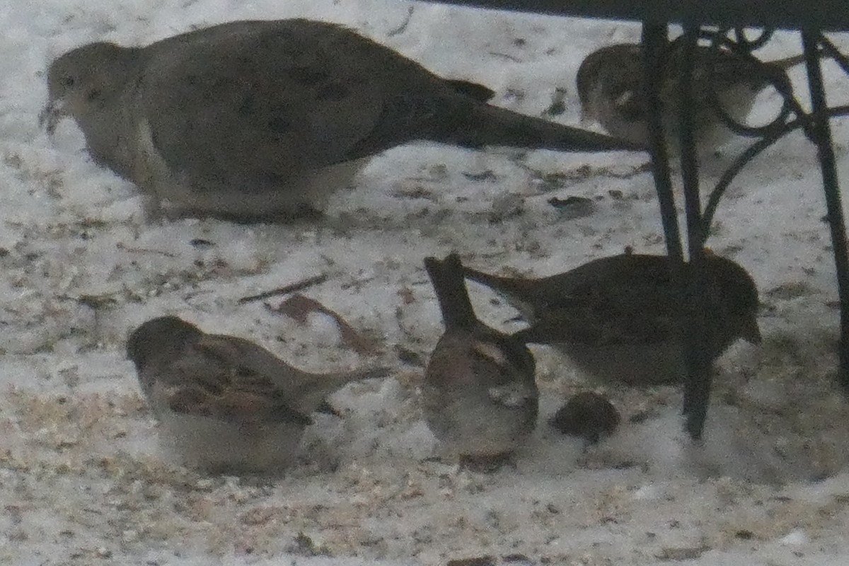 White-throated Sparrow - ML646400807
