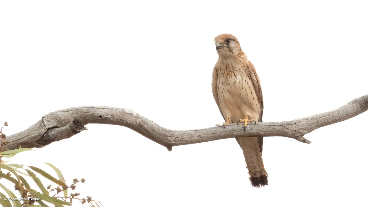 Nankeen Kestrel - ML646400809