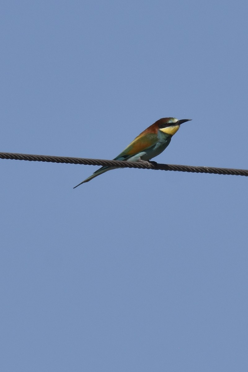European Bee-eater - ML646400812