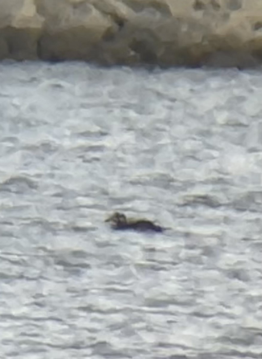 Surf Scoter - ML646400815