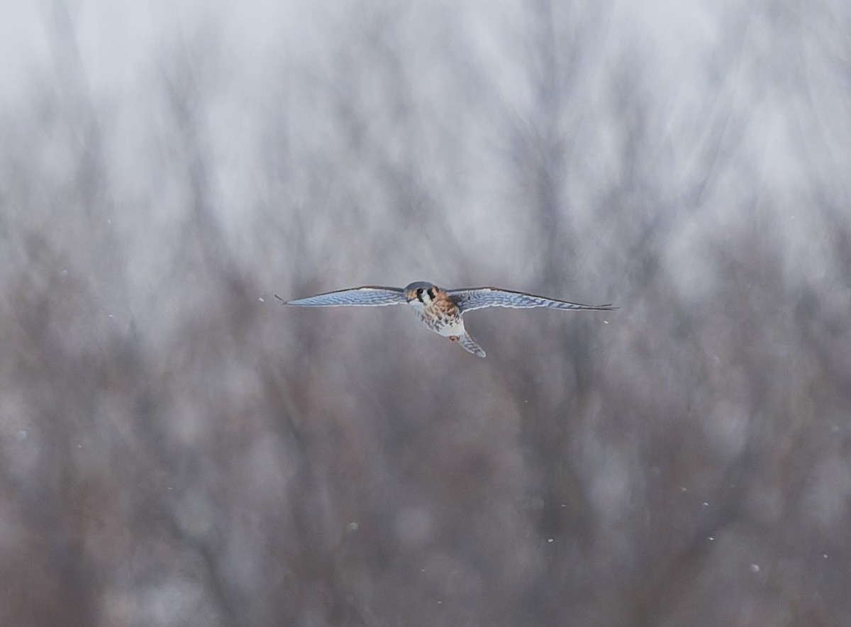 American Kestrel - ML646400817