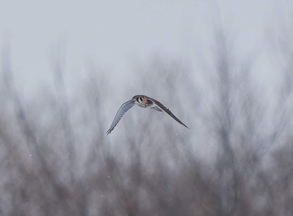 American Kestrel - ML646400818