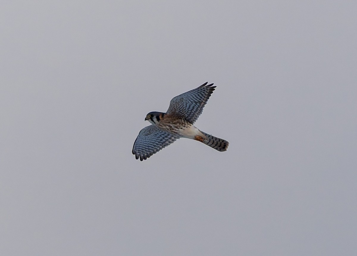 American Kestrel - ML646400819