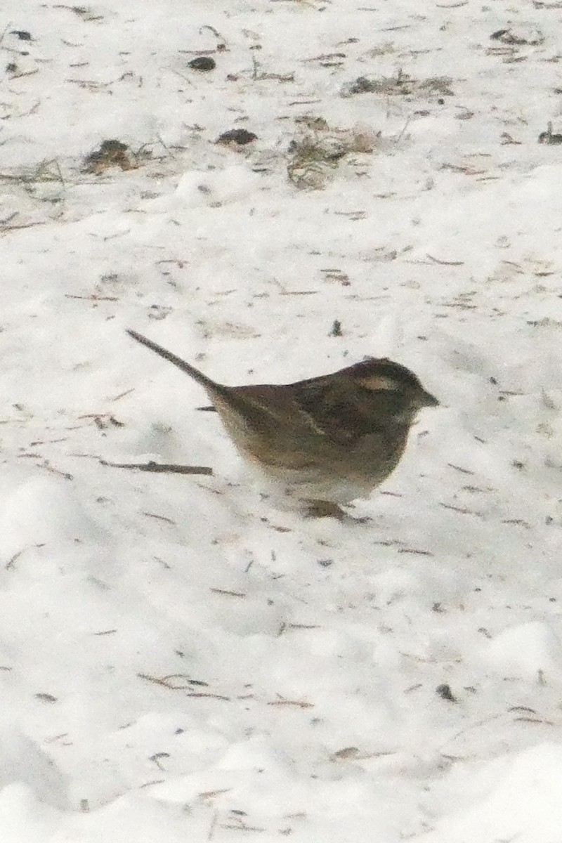 White-throated Sparrow - ML646400826