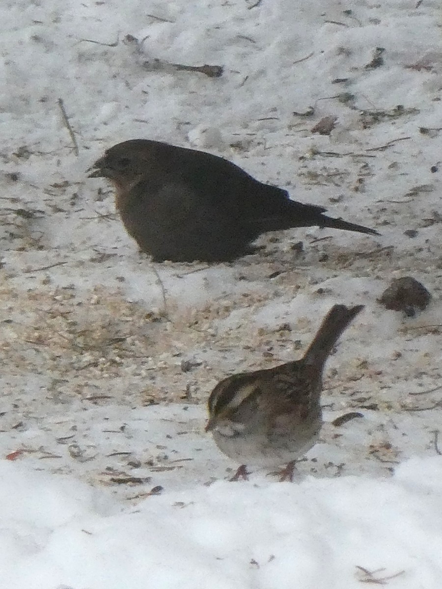 White-throated Sparrow - ML646400834