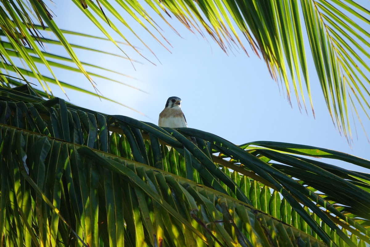 בז אמריקני - ML646400835