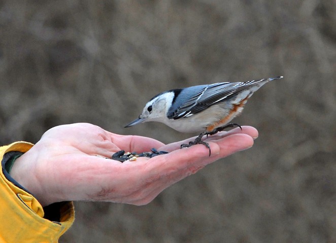 White-breasted Nuthatch (Eastern) - ML646400841