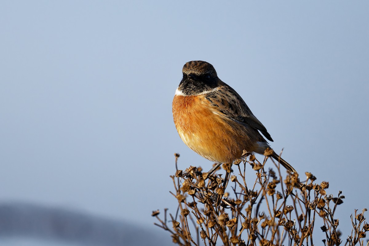 Taşkuşu - ML646400853