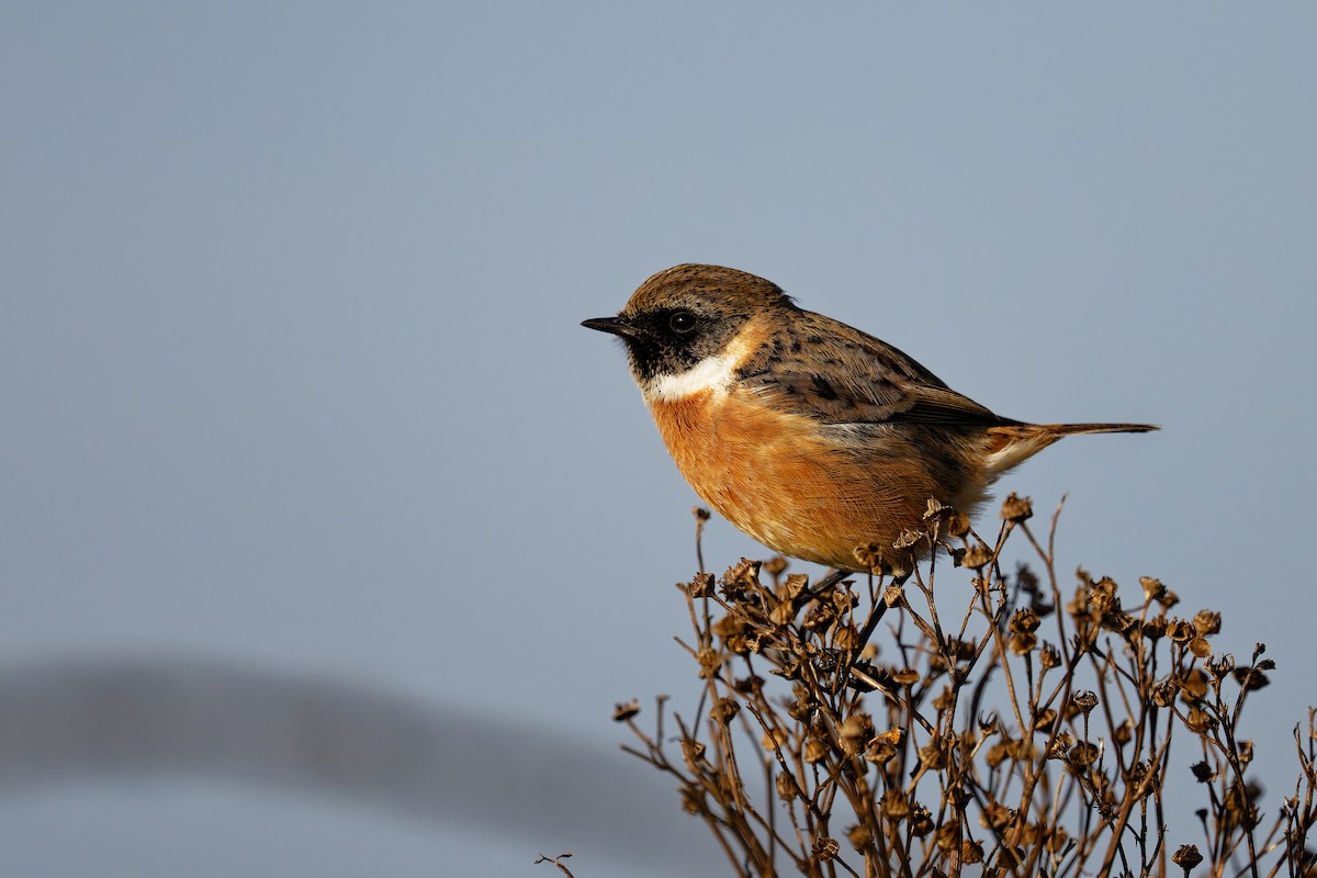 Taşkuşu - ML646400854