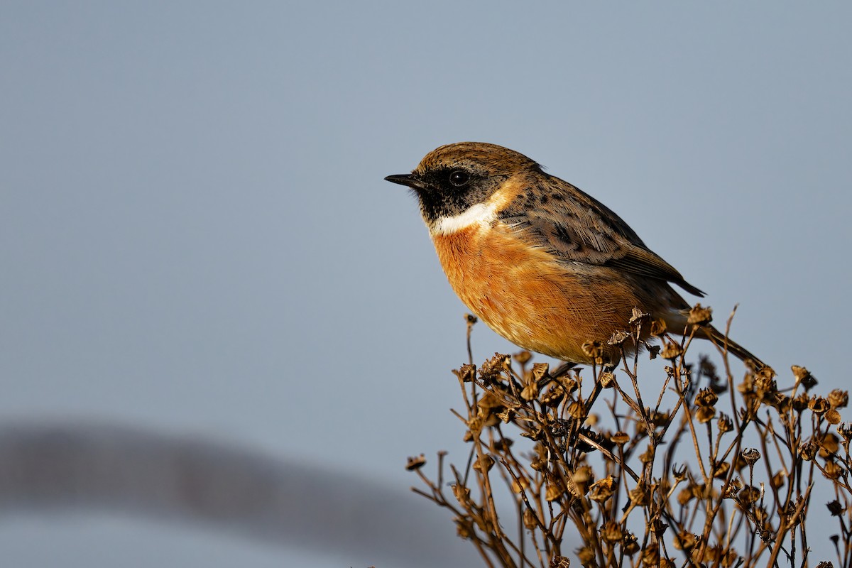 Taşkuşu - ML646400855