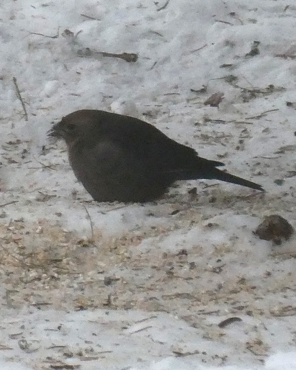 Braunkopf-Kuhstärling - ML646400856