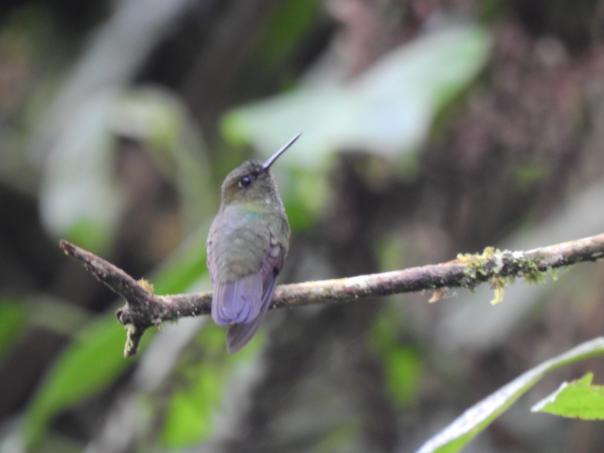 kolibřík zelenkavý - ML646400859