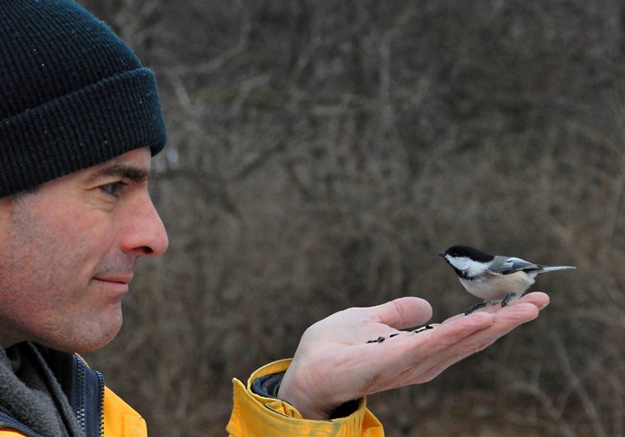 Black-capped Chickadee - ML646400861