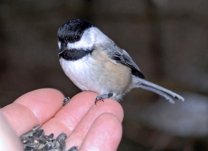 Black-capped Chickadee - ML646400862