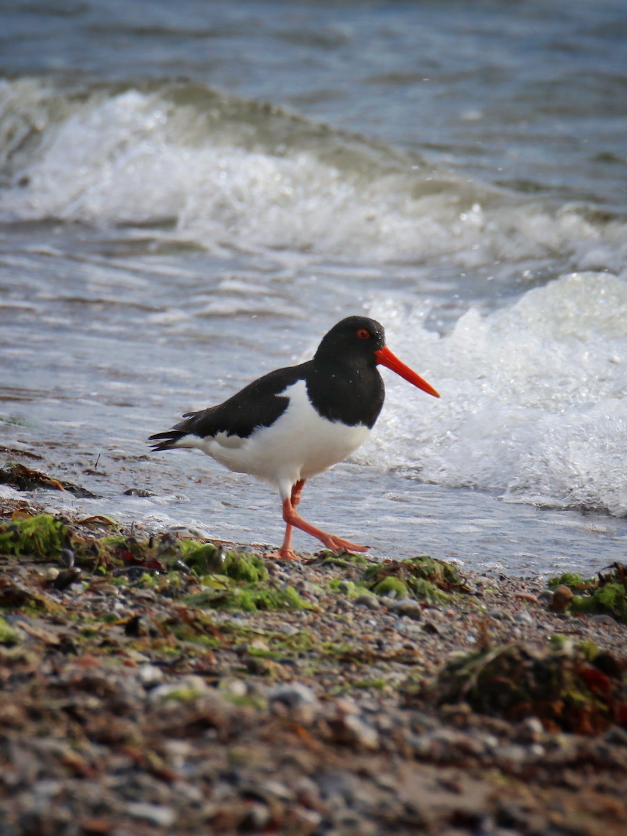 Eurasian Oystercatcher - ML646400871