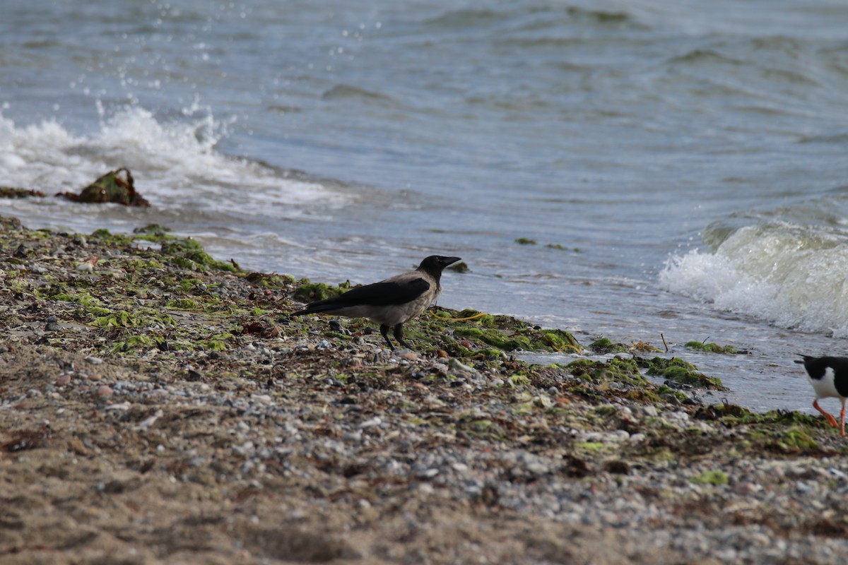Hooded Crow - ML646400873