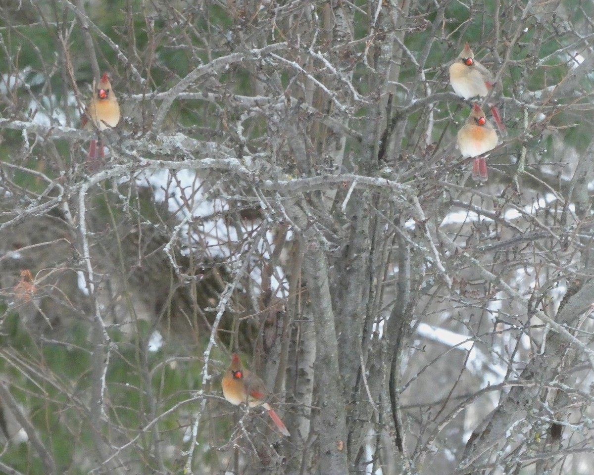 Northern Cardinal - ML646400874