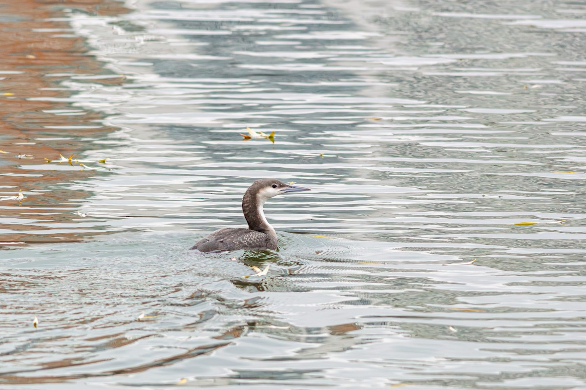 Arctic Loon - ML646400875