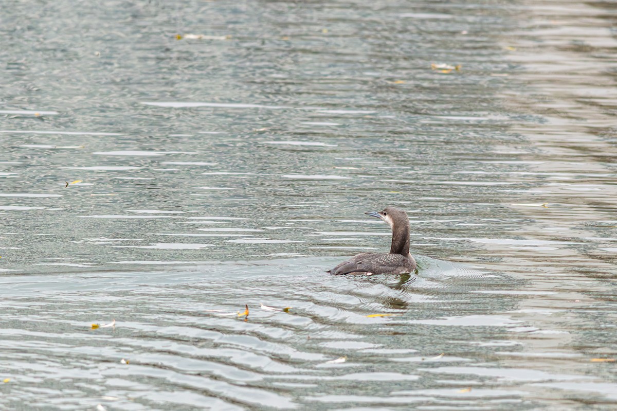 Arctic Loon - ML646400876