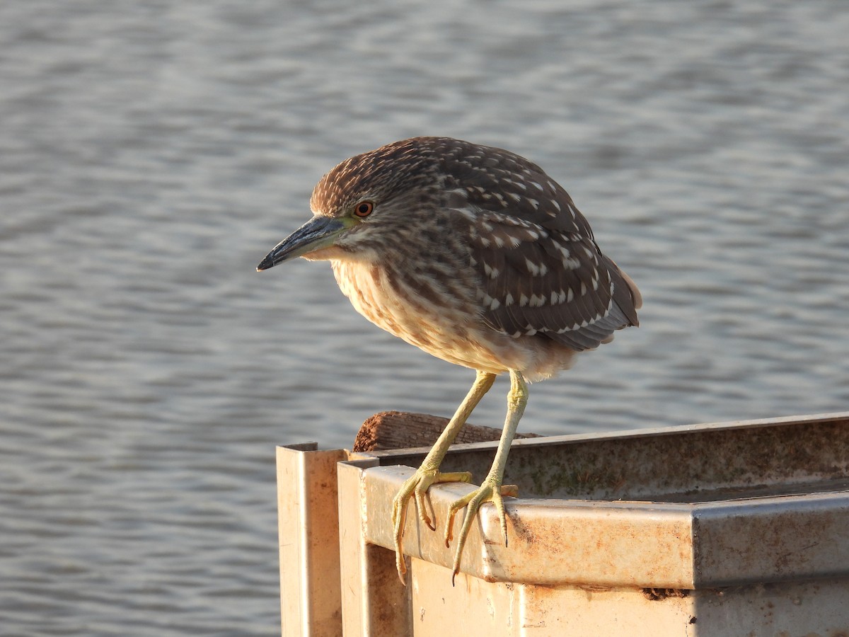 夜鷺 - ML646400882