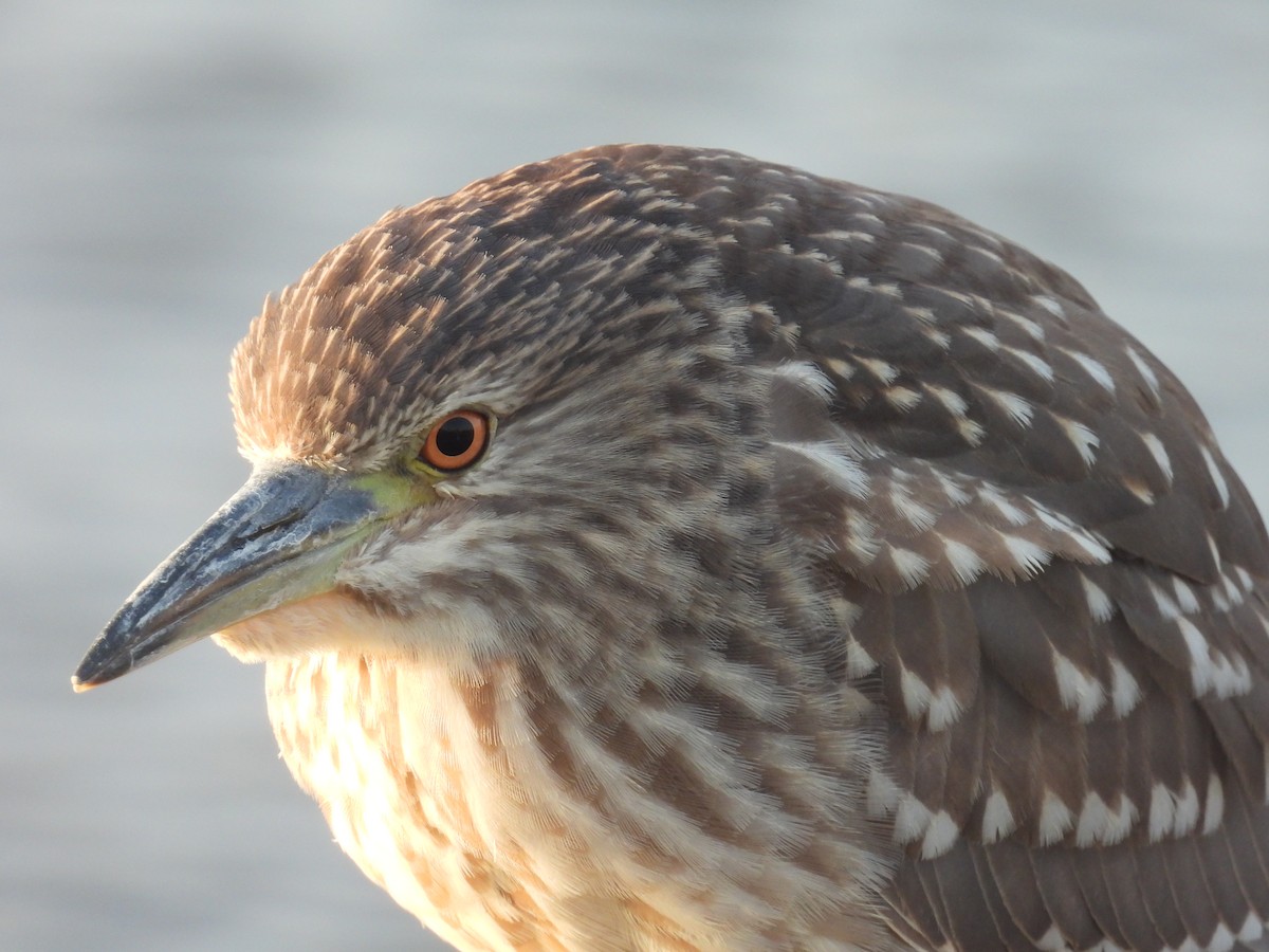 夜鷺 - ML646400883