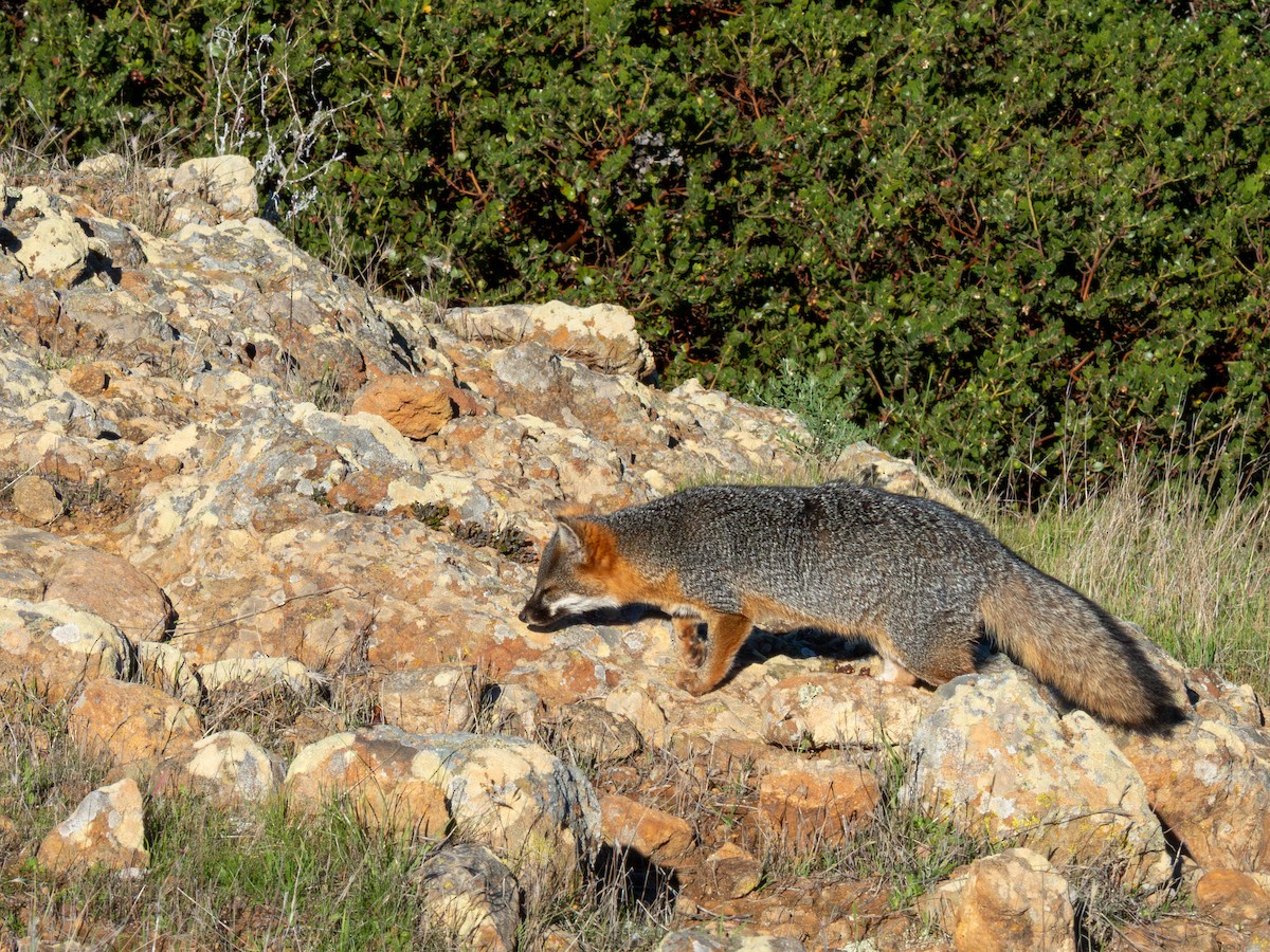 Santa Cruz Island Fox - ML646400885
