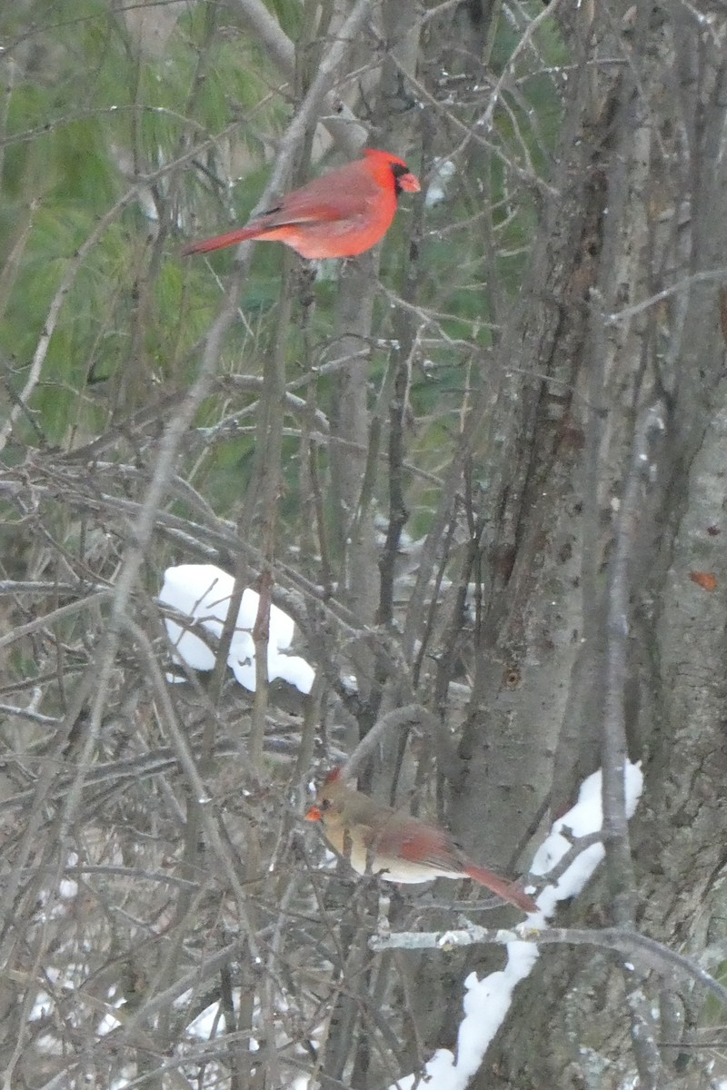 Northern Cardinal - ML646400887