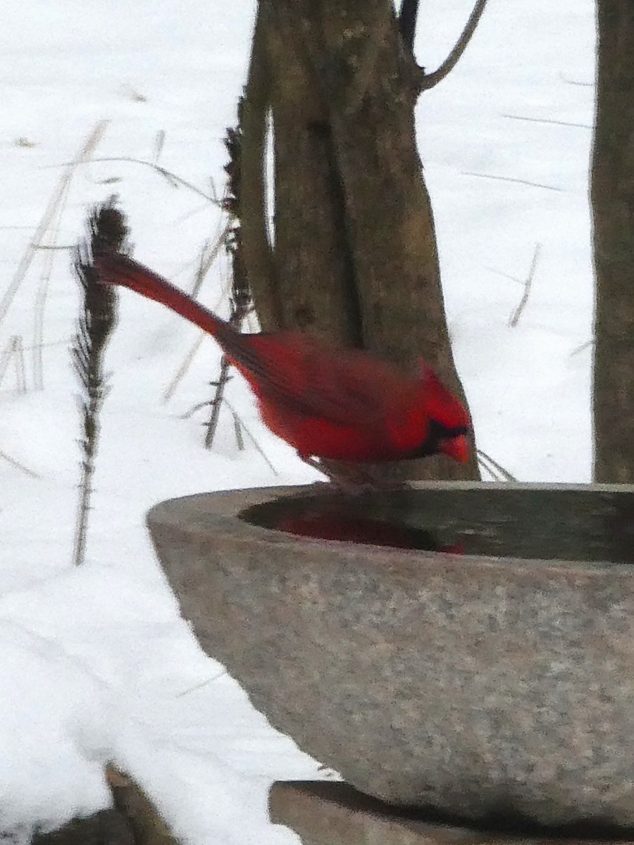 Northern Cardinal - ML646400891