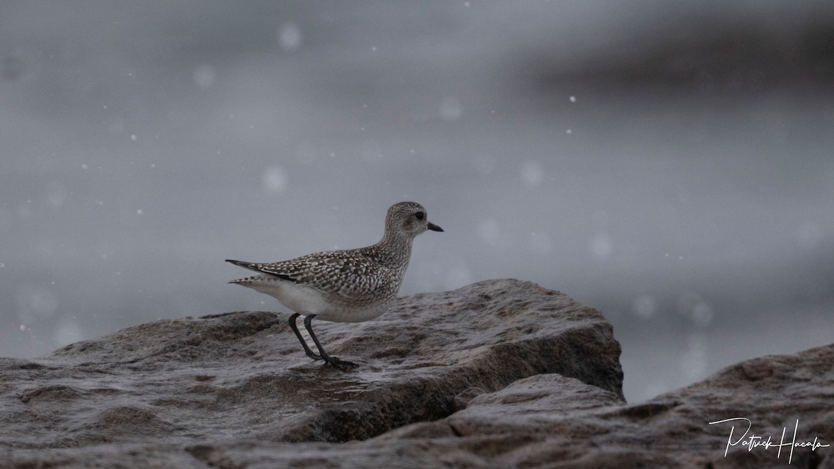 ダイゼン - ML646400893