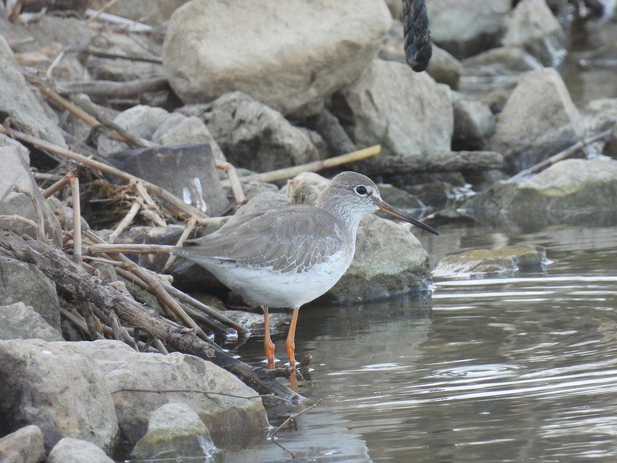 赤足鷸 - ML646400894