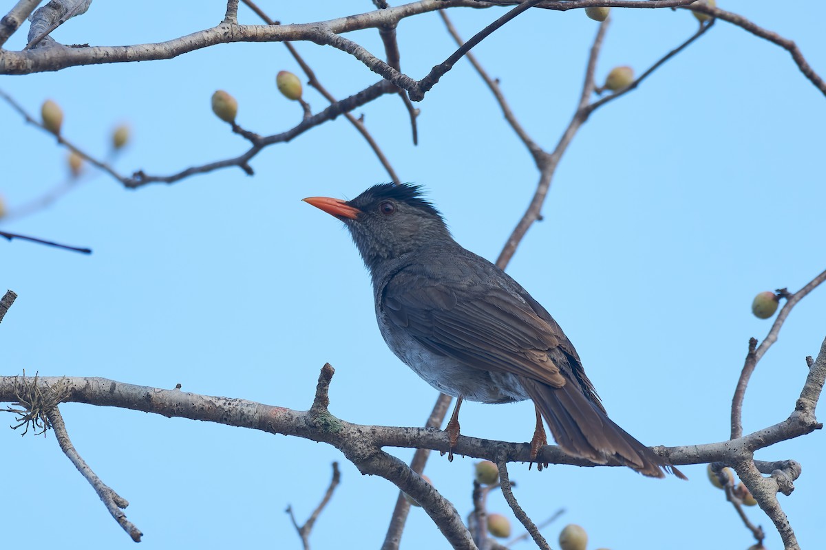 Malagasy Bulbul - ML646400899