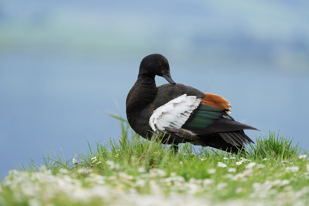 クロアカツクシガモ - ML646400900