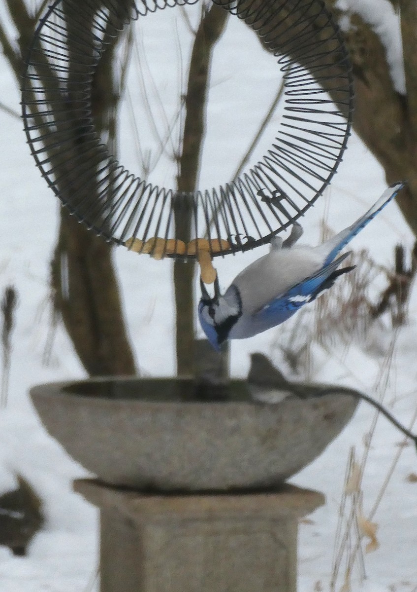 Blue Jay - ML646400901