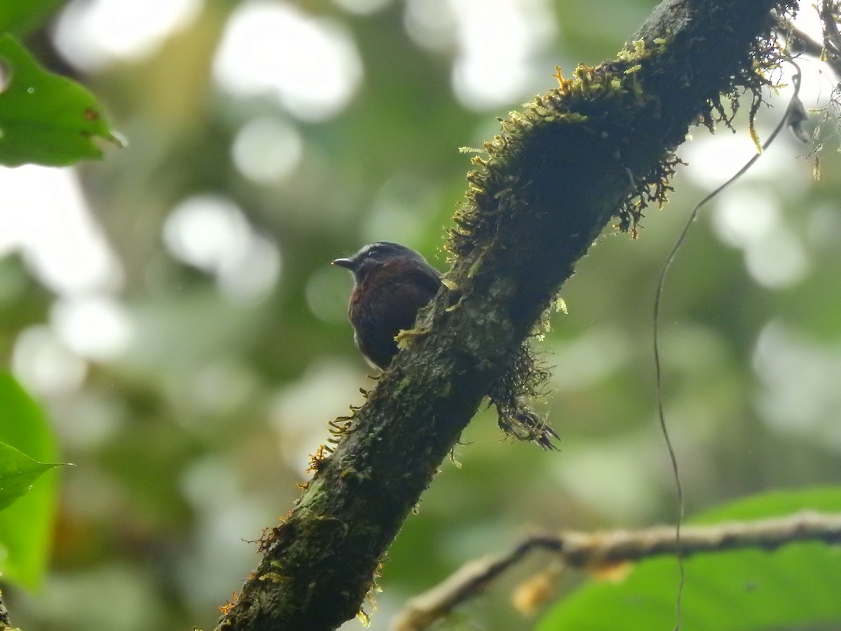 Chestnut-bellied Chat-Tyrant - ML646400902