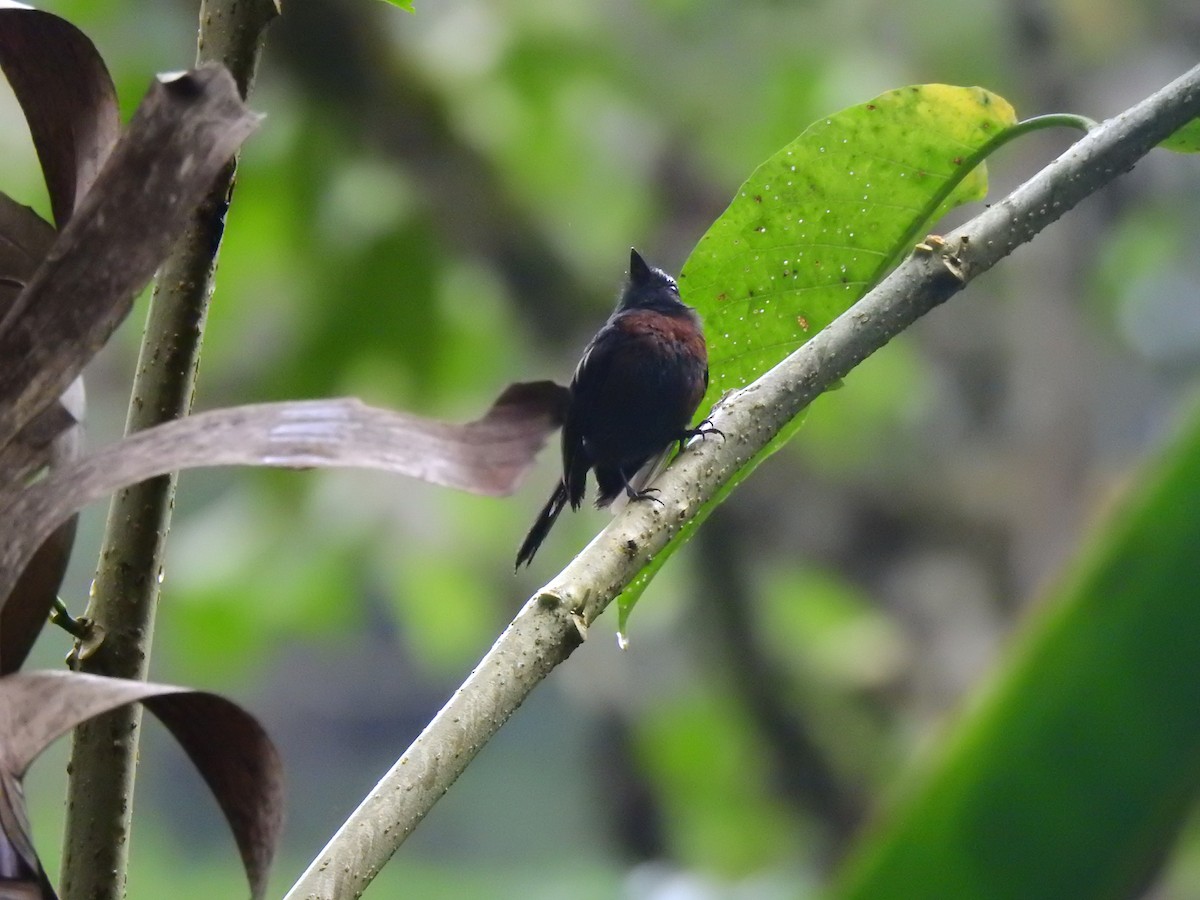 Chestnut-bellied Chat-Tyrant - ML646400903