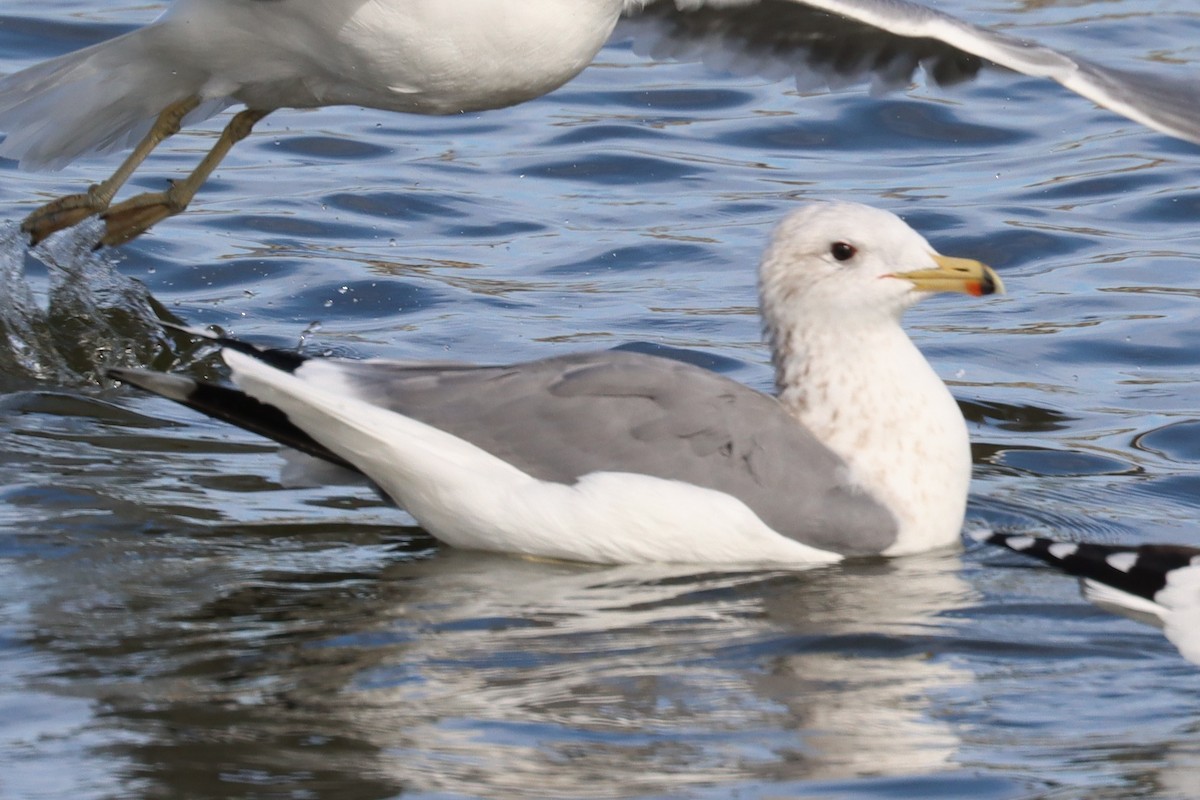 California Gull - ML646400904